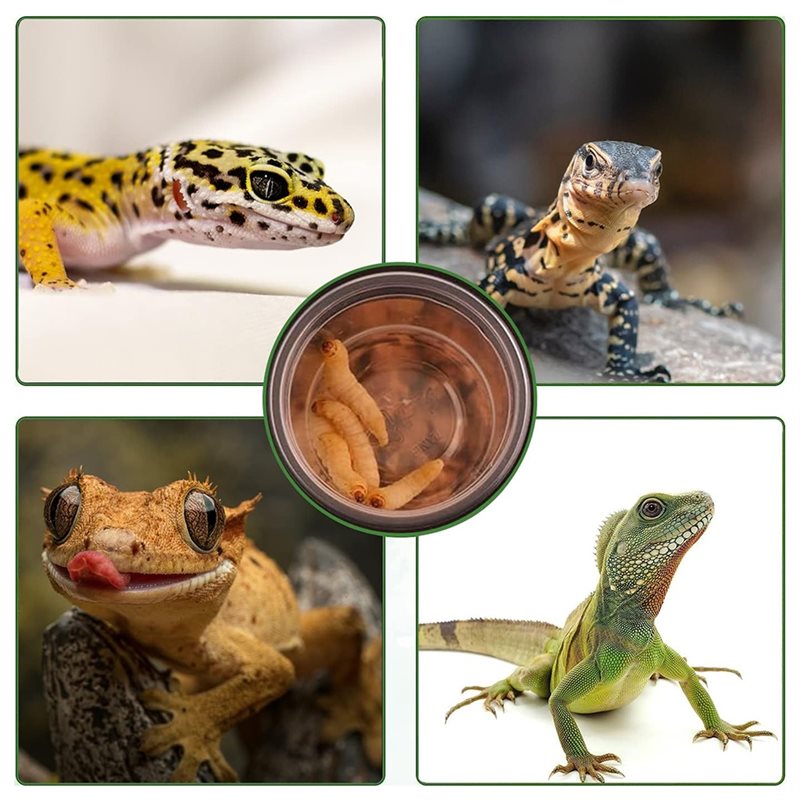 Crested Gecko Food And Water F - đánh giá và giá Pet Supplies Is Food